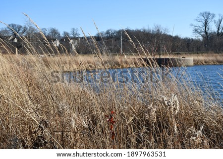 Prairie grass around a lake in O’Fallon, Missouri. Picture taken at the Dardenne Prairie Park in December.