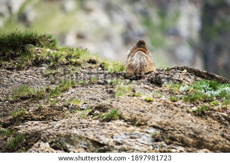 On the top of a mountain, a back-to-back marmot controls the territory, a wildlife scene with a wild nature. Funny picture, detail of the groundhog. Groundhog day