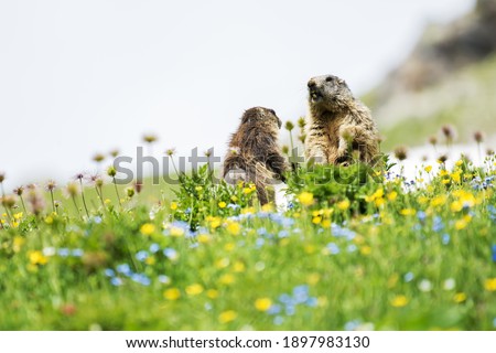 In the foreground, two marmots during a duel, game and dance on the top of a mountain, wildlife scene from wild nature. Funny picture, detail of the groundhog. Groundhog day
