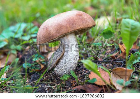 Beautiful boletus edulis mushroom banner in amazing green moss. Old magic forest mushrooms background. White mushroom in sunny day