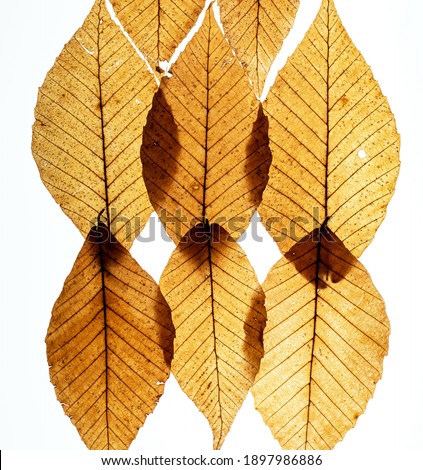 A creative macro photograph of brown leaves in an alternating pattern layered over each other on a light box