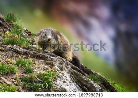On top of a mountain, a marmot controls the territory, a wildlife scenario with a wild nature. Funny picture, detail of the groundhog. Groundhog day. Selective focus