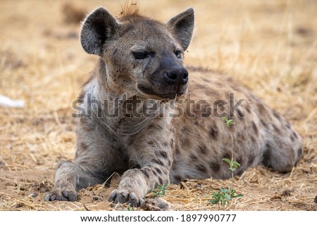 Hyena at Etosha National Park, Namibia