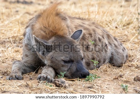 Hyena at Etosha National Park, Namibia
