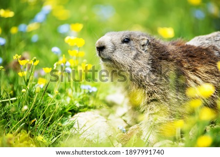 
Selective focus on groundhog in the foreground, in the middle of the colorful flowers, with detail on the muzzle, eyes, nose, incisors, mustache. Wildlife scene from wild nature. i