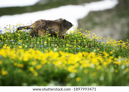  Two marmots very close to each other walking on top of a mountain, wildlife scenery of wild nature. Funny picture, detail of the groundhog. Groundhog day