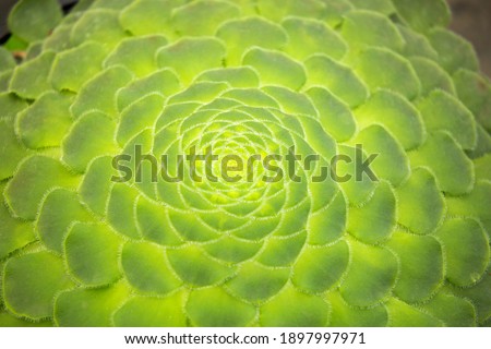 Aeonium tabuliforme - Beautiful spiral succulent