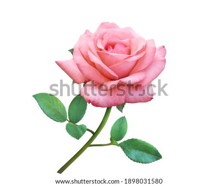 Pink Rose flowers isolated on white background for love wedding and valentines day. Royalty-Free Stock Photo #1898031580