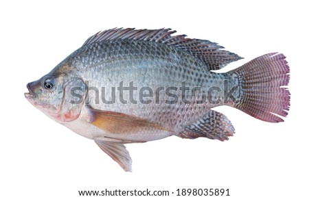 Nile tilapia fish isolated on white background with clipping path. Royalty-Free Stock Photo #1898035891