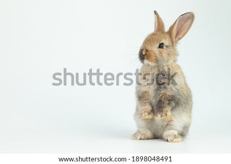 A healthy lovely baby brown bunny easter rabbit stand up on two legs on white background. Cute fluffy rabbit on white background Lovely mammal with beautiful bright eyes in nature life.Animal concept. Royalty-Free Stock Photo #1898048491
