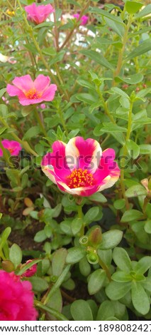 Portulaca flowers bloom in the morning