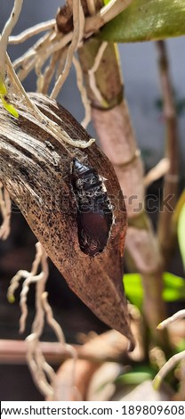 a pupa on the orchid 