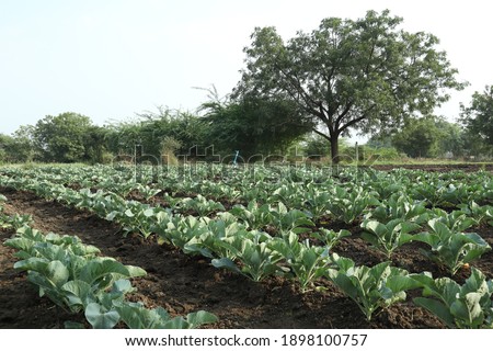 green and fresh vegetables in the field