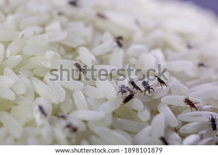 A lice walking on the rice