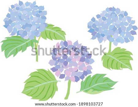 Illustration of the hydrangea of bluish violet
