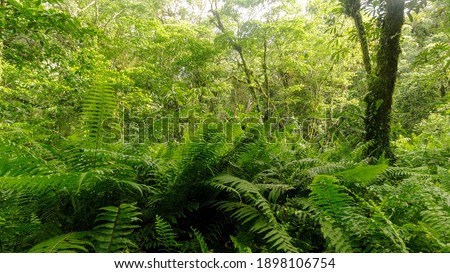 Fern plant in the middle of a tropical forest Royalty-Free Stock Photo #1898106754