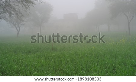 Heavy haze or fog in a green farmland with sprinkler system. Wheat field an autumn foggy scenery.