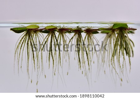 duckweed floating on glass tank we can see roots under water Royalty-Free Stock Photo #1898110042