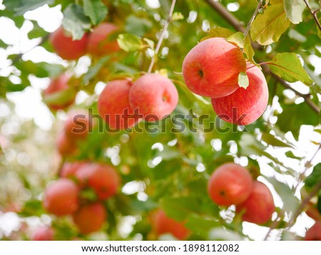 Fuji apple harvest, picking season, apple orchard apple trees, ripe red apples
