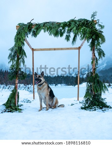 German Shepherd dog smiling and sitting on a snow overlooking frozen lake, under a wedding arch or arbor