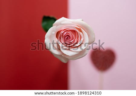 one pink rose on a pink and red background