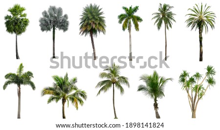 Set of coconut and palm trees isolated on white background, Suitable for use in architectural design, Decoration work, Used with natural articles both on print and website.