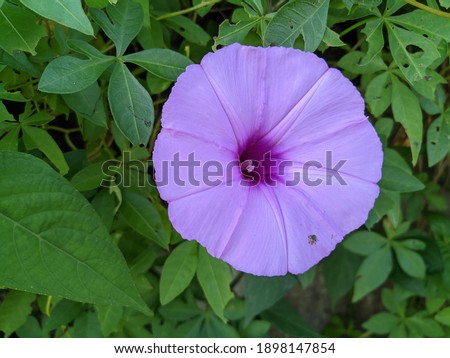 Ruellia humilis is a species of flowering plant in the family Acanthaceae.