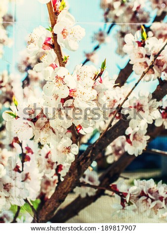 Grunge Paper Effect over image of Blossoming Cherry, spring flowers Background