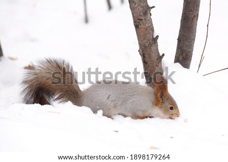 The gray squirrel eating sunflower seeds on the tree and house in the park in winter