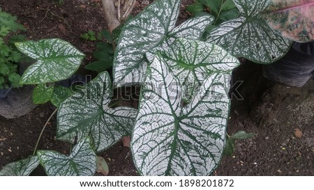 Taro flowers red, white, and green (Caladium Vent). Live in the wild And suitable for beautifying the home page.