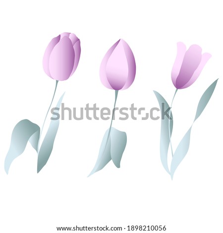 Set of delicate tulips. Vector illustration.
