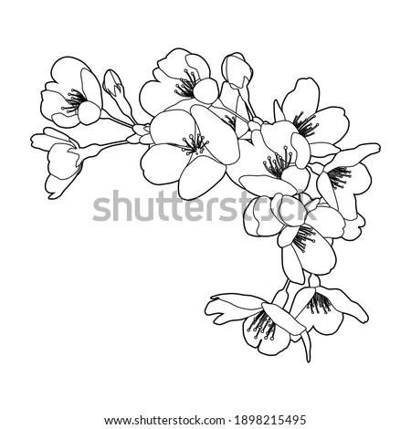Cherry blossoms, line drawing illustration. Corner, frame decoration (black and white, line drawing, white background, flowers: vector without white fill)