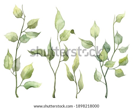 Detailed realistic botanical clip art. Watercolor green leaves. Different stems with soft leaves. Objects isolated on white background. Botanical illustration. 