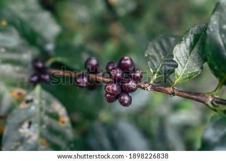 Coffee berry ripening on tree, Arabica coffee ripe red under the tree silhouette in the forest