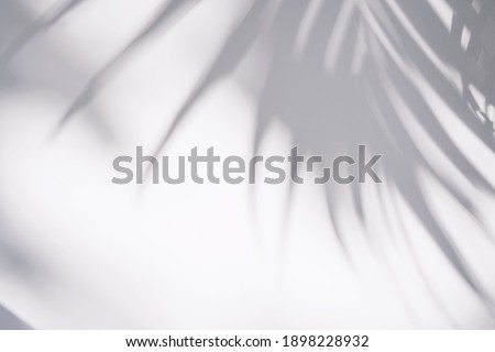 Shadow of plam leave on white background Royalty-Free Stock Photo #1898228932
