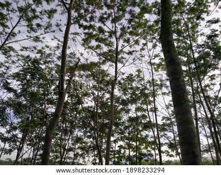 A picture of a tropical rain forest tree
