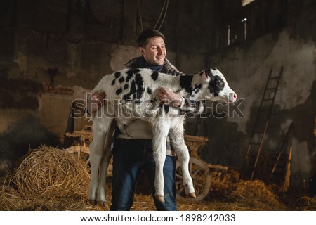 Cinematic shot of young happy proud male farmer is holding on his arms ecologically grown newborn calf used for biological milk products industry in a cowshed stable of countryside dairy farm.  Royalty-Free Stock Photo #1898242033