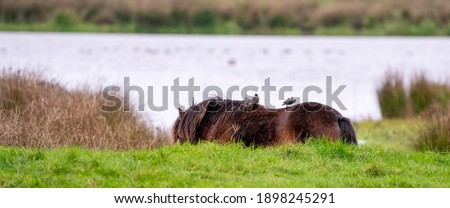 Panorama of two starlings on the back of a chestnut wild horse. Seen from the side. Part of horse, lake in background. Long cover.
