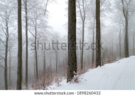 Beech (Fagus) forest in Finnentrop Sauerland Germany on a foggy day in winter after heavy snowfall. Trunks and branches contrasted in misty mystic atmosphere near a hiking track in frosty season
