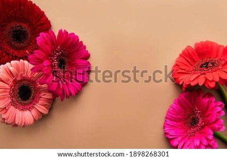 Frame of beautiful gerbera flowers on a light brown background, top view, copy space, flat lay. Mockup greeting card, invitations to a holiday or wedding. Bright summer flower concept.