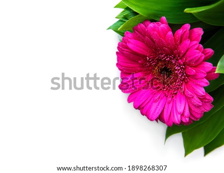 Bright gerbera flowers on a white  background. Frame of flowers, top view