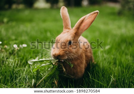 Little red-eared rabbit on the green grass, eating leaves in summer. Easter celebration, Easter bunny in the garden. Beautiful pet. Fluffy animal, fur. Home, joy, spring, nature.