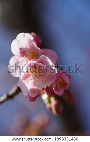 Pink Flowers of Cherry 'Kawazu-zakura' in Full Bloom
