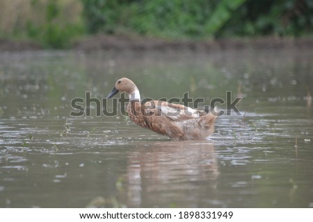 
Brown ducks swim in the water that is pooled in the rice fields
Temanggung Indonesia (with a blurry bokeh background)