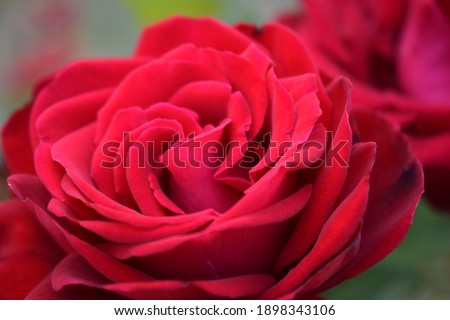 Big red rose close up. Deep Red color. Big beautiful red rose flower with buds. Delicate rose petals macro background. Nice big red rose with bokeh nature flora gardening.