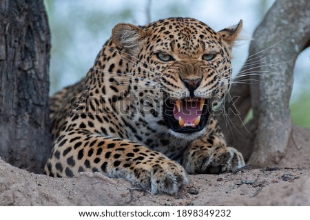 An angry Leopard seen snarling at a hyena on a safari in South Africa Royalty-Free Stock Photo #1898349232