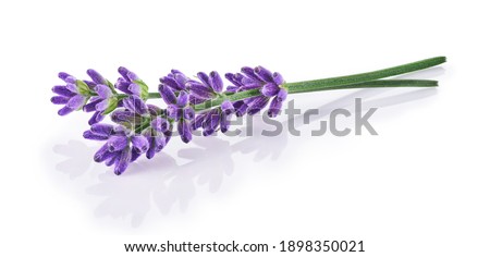 Lavender flowers isolated on white background     Royalty-Free Stock Photo #1898350021