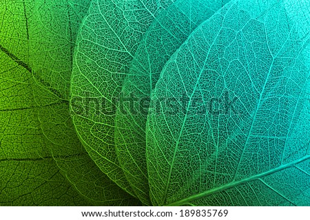 Macro leaves background texture Royalty-Free Stock Photo #189835769