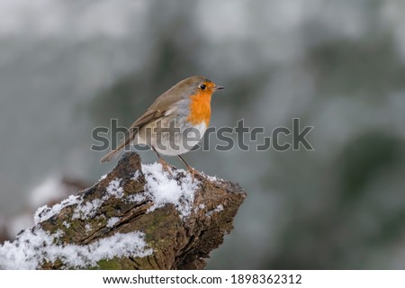 Beautiful European Robin (Erithacus rubecula) on a tree  trunk covered with snow in the forest of Overijssel in the Netherlands. 