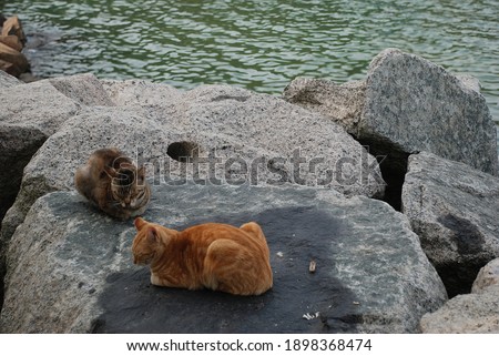 cats on the shore afternoon